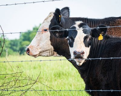 Keep Your Property and Animals Protected with a Barbed Wire Fence!